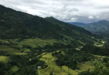Tarasy ryżowe Hoàng Su Phì w prowincji Hà Giang w Wietnamie